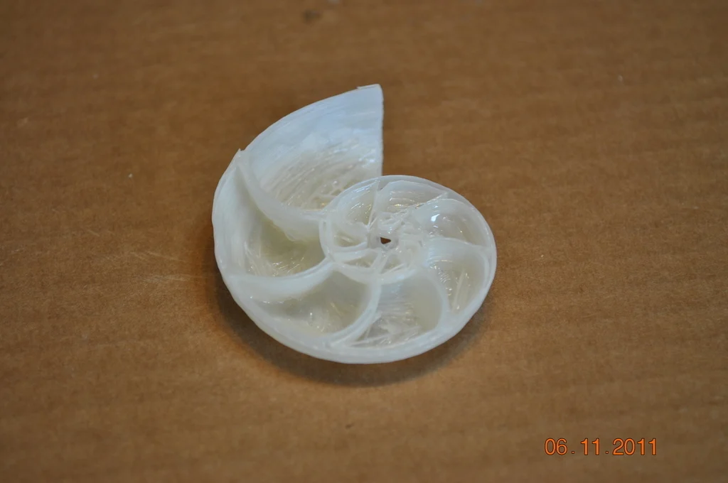 Nautilus Shell