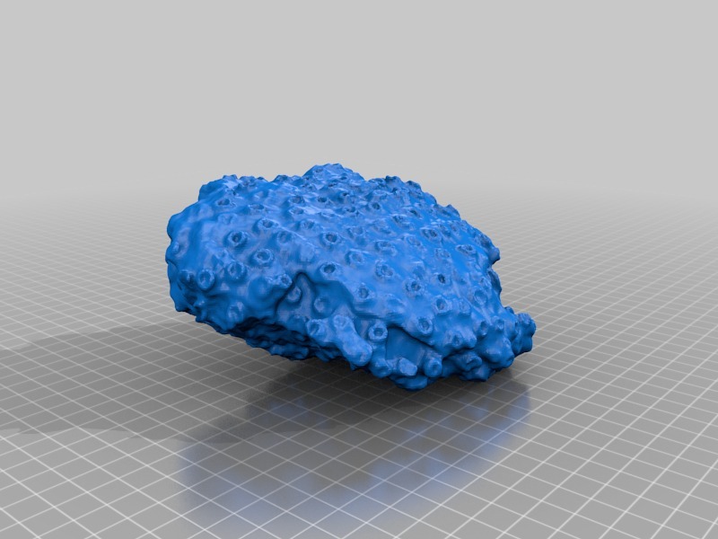 Rough Coral