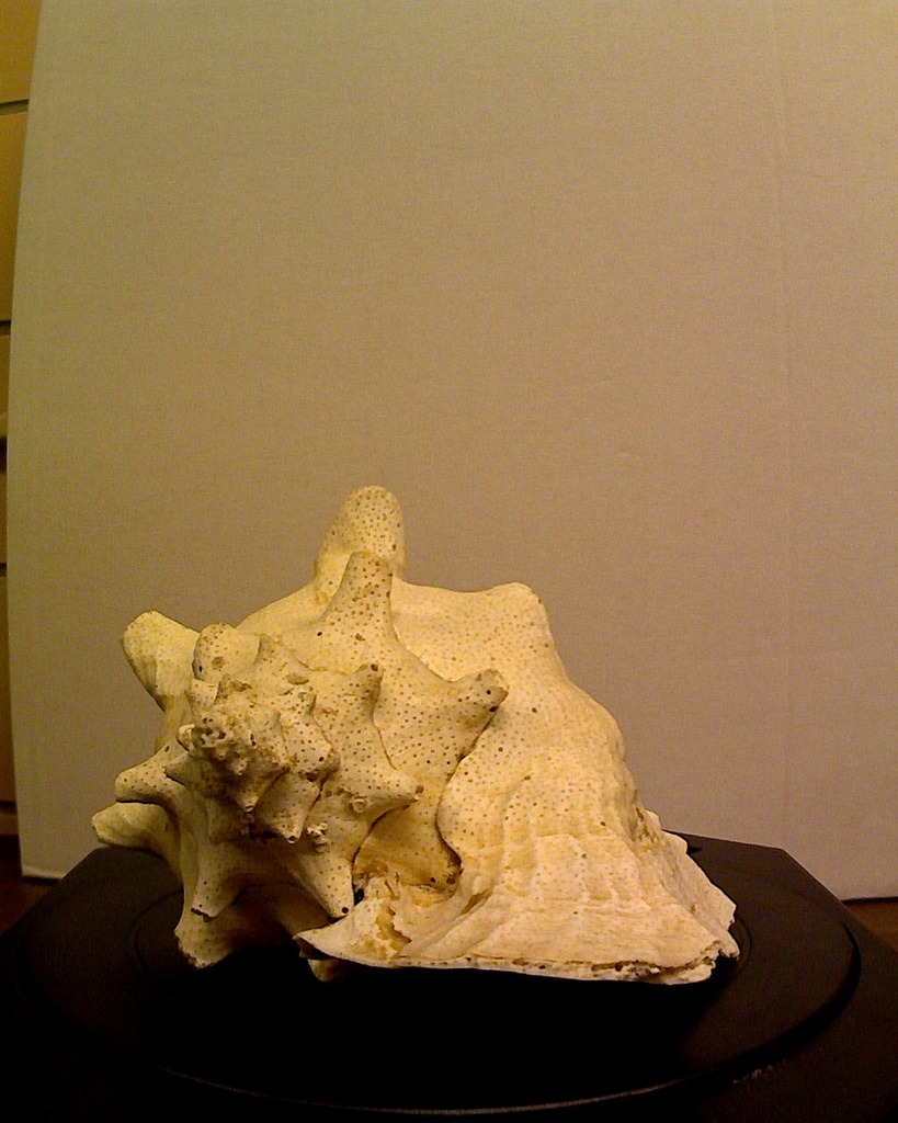 Conch Shell (Gastropod)