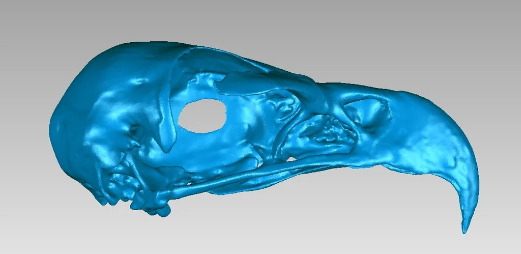 Skull of a Golden Eagle