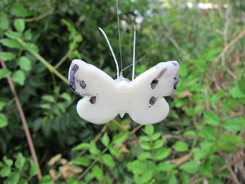 Cabbage Moth Butterfly