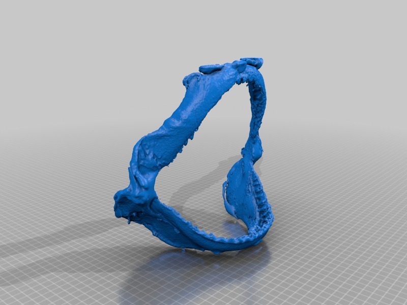 Sand Shark jaw