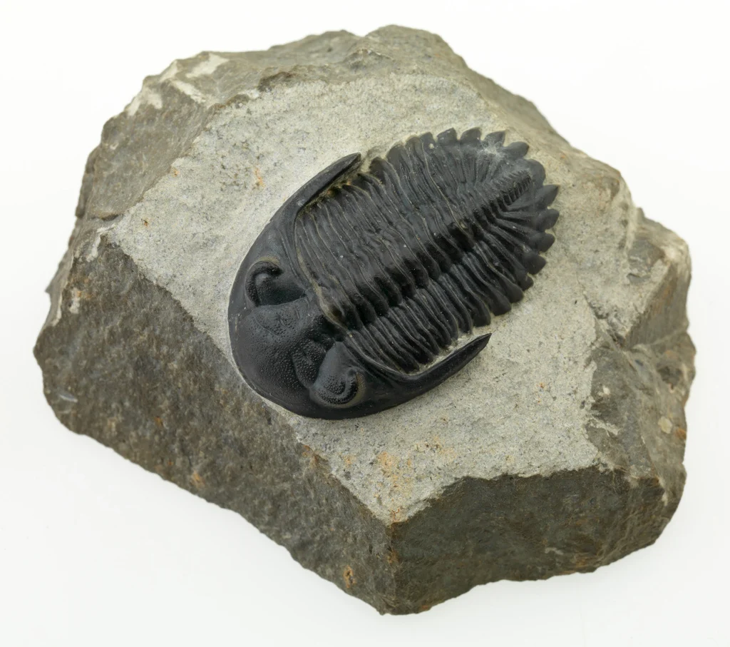 Trilobite (P149623)