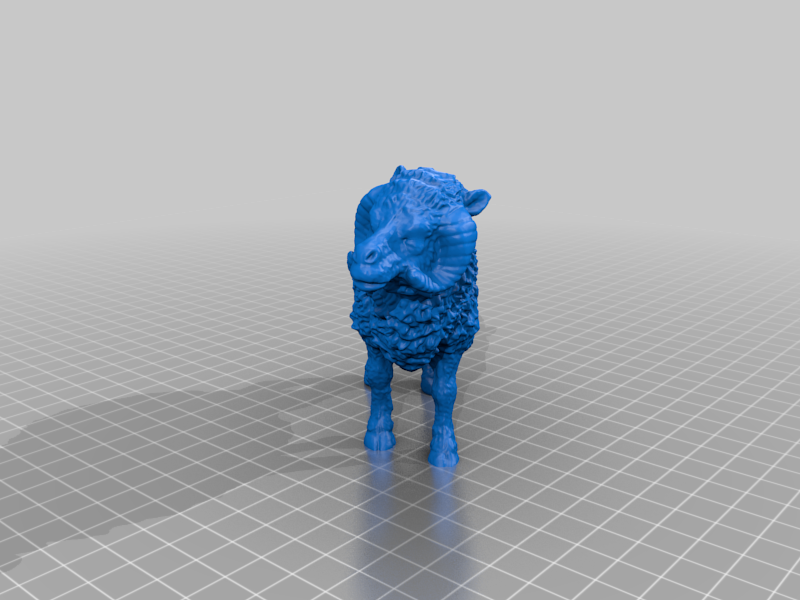 Sheep