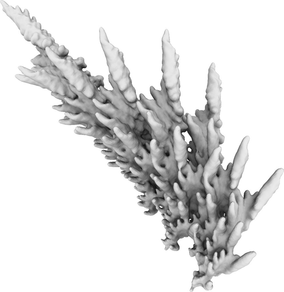 Fractal Plant