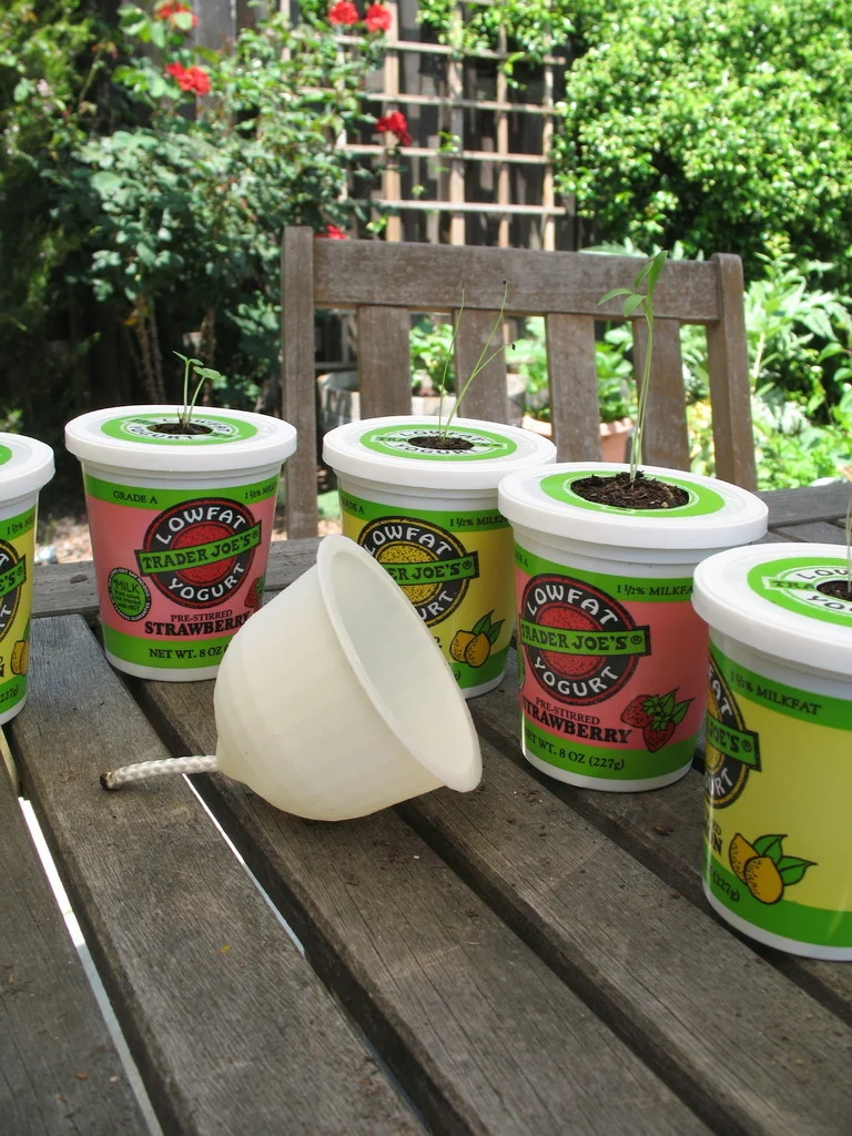 Yogurt Cup Self Irrigating Planter