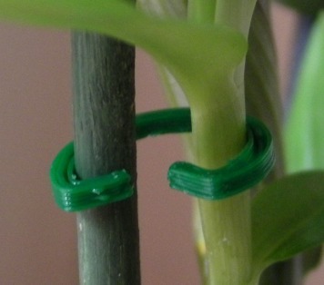 Orchid Clips