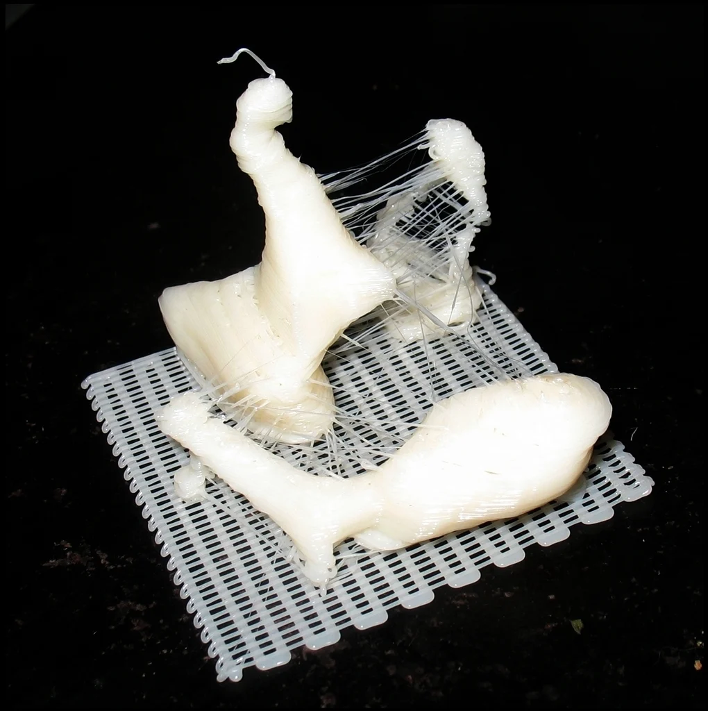 Human ossicles (ear bones) ~10X