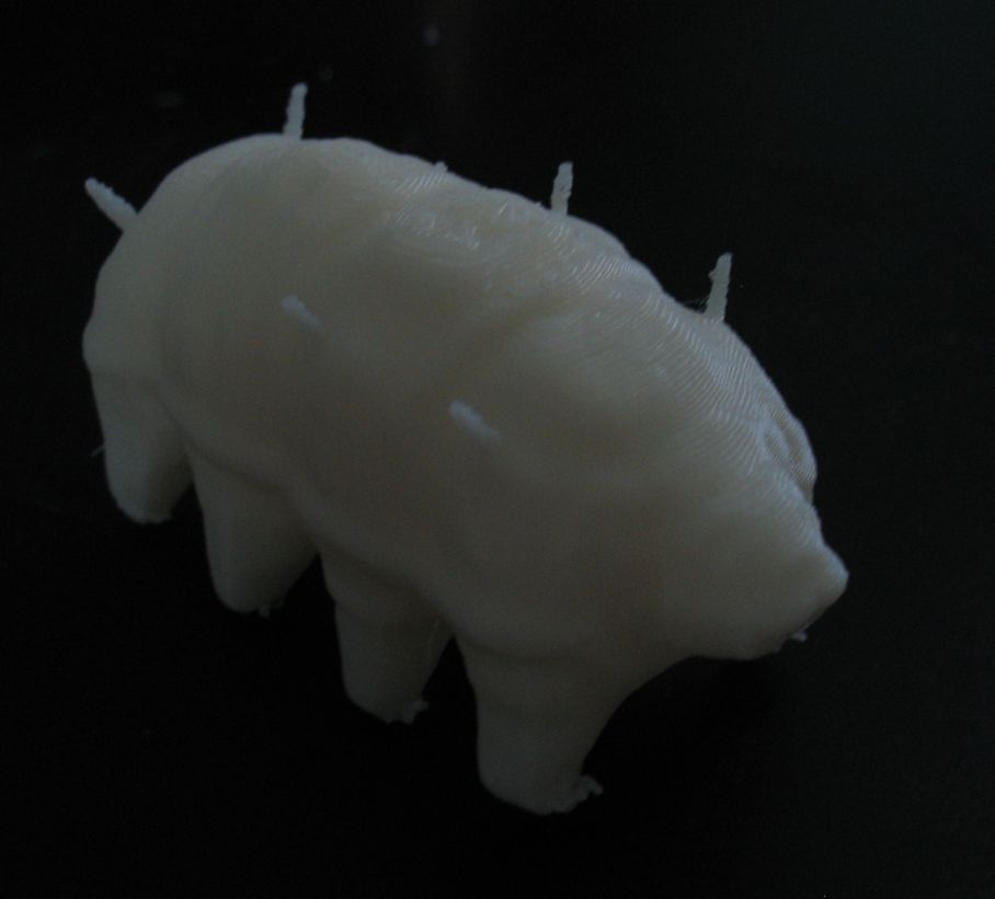 Tardigrade (Water Bear)
