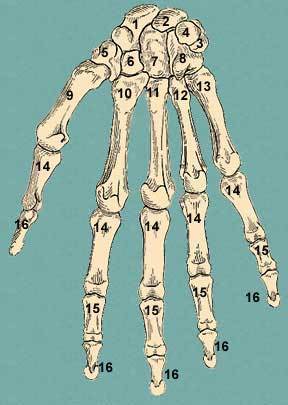 Human Hand Bones - Thumb