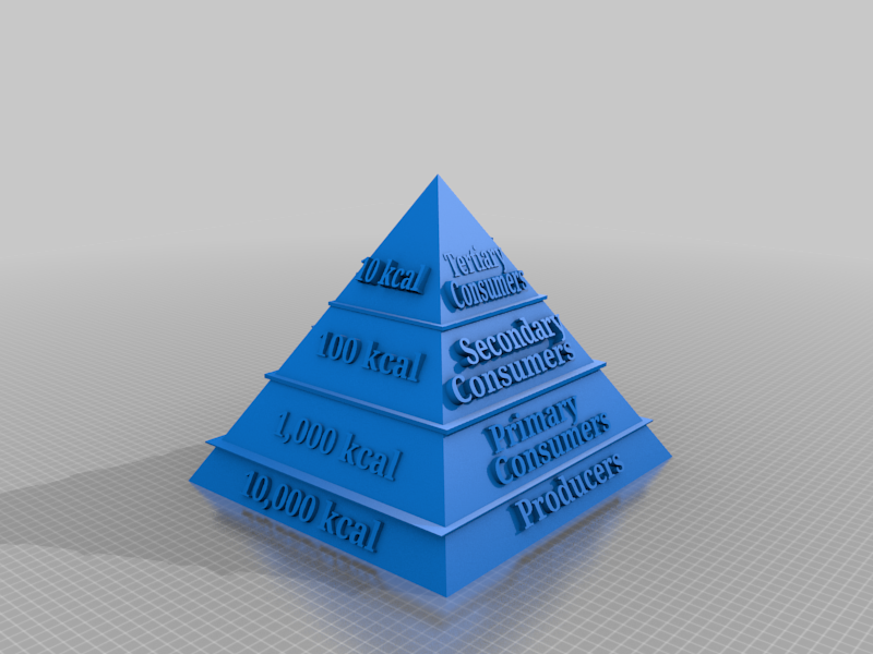 Ecological Pyramid