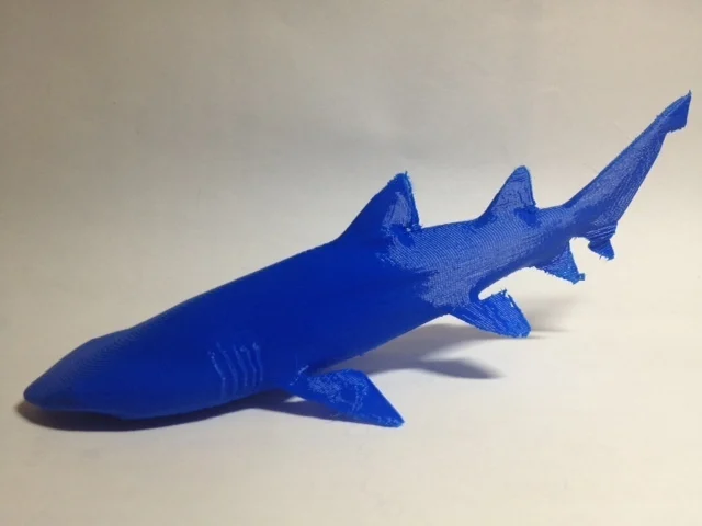 Grey Nurse Shark