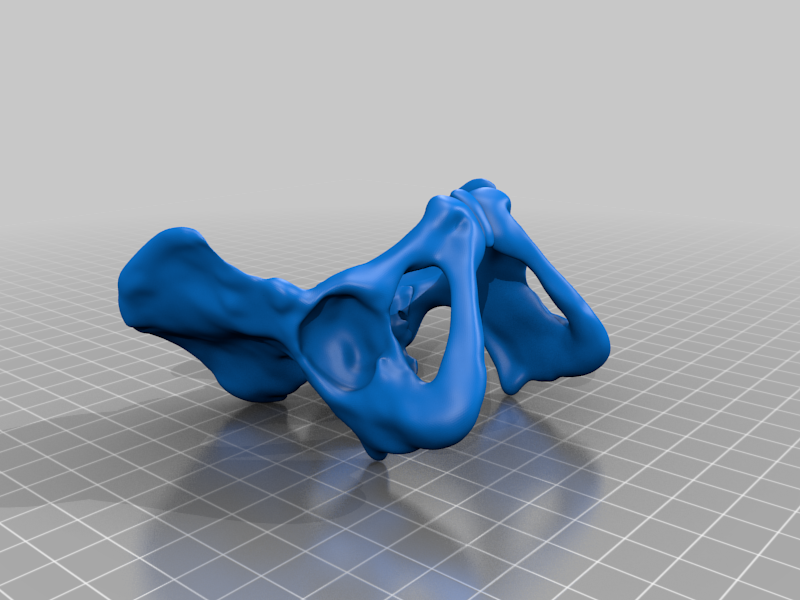 Smooth Female Pelvis And Sacrum