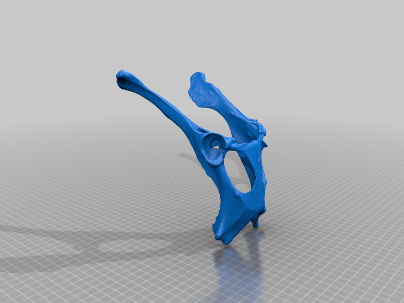 Deer Pelvis