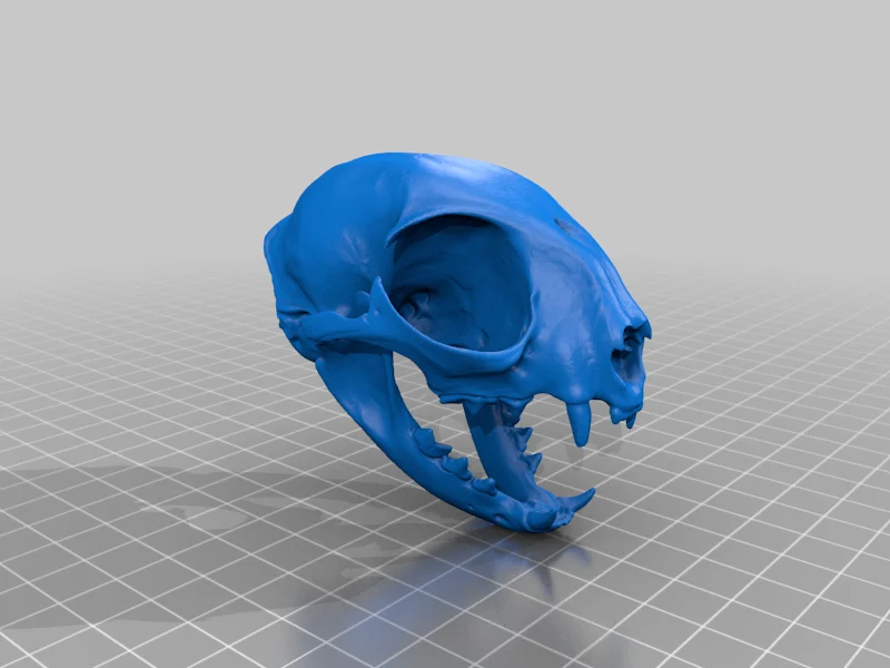 Domestic Cat Skull