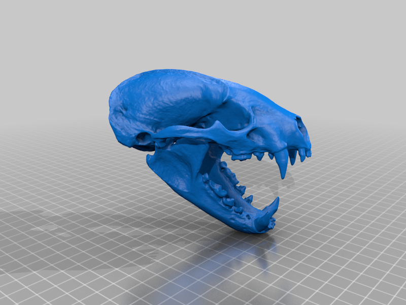 American Badger Skull