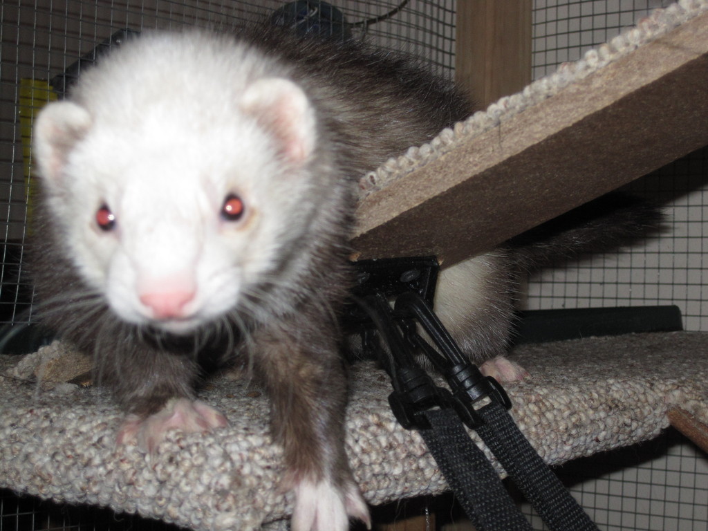 Ferret hammock bracket