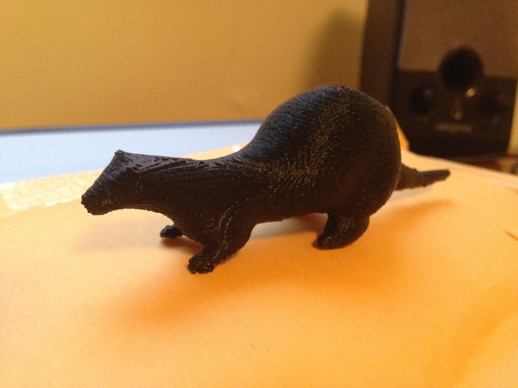 Ferret Model