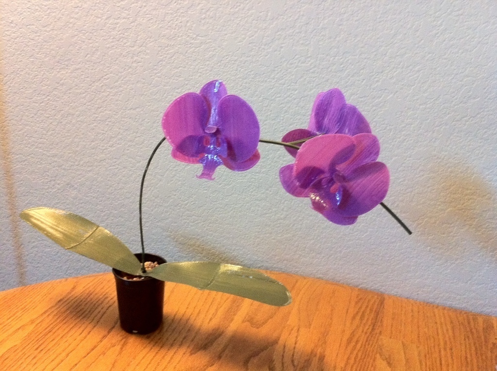Orchid