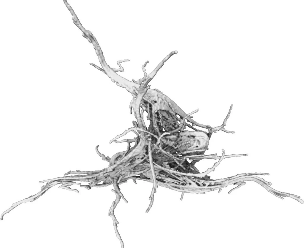 Fractal Neuron