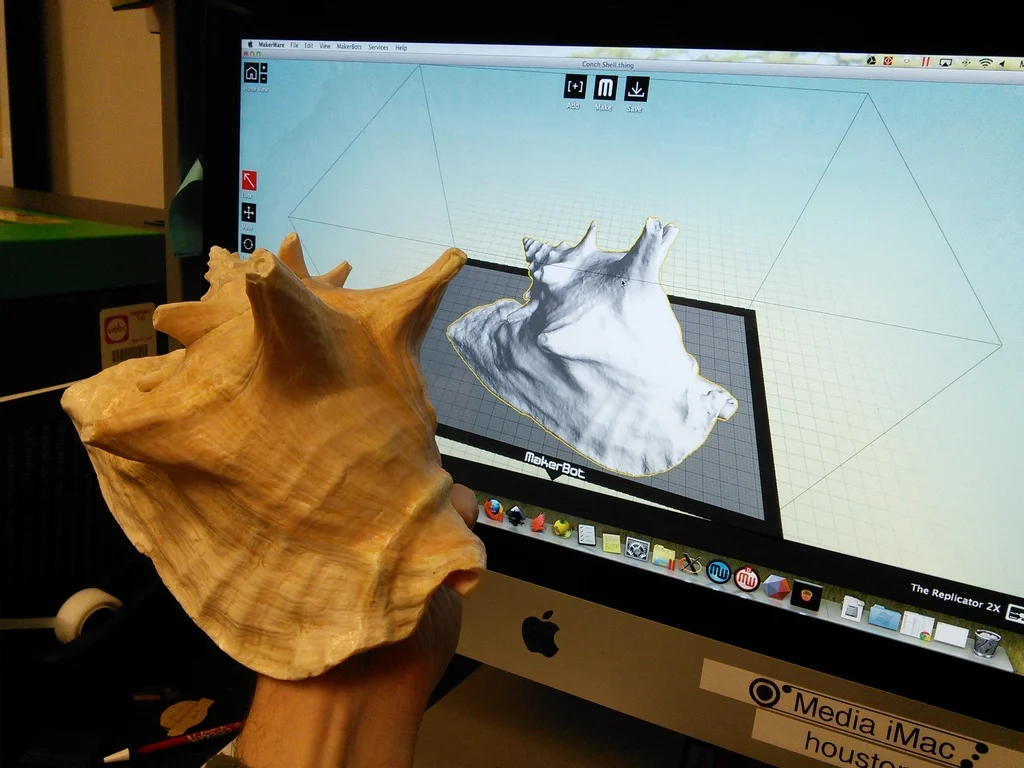 Conch Shell