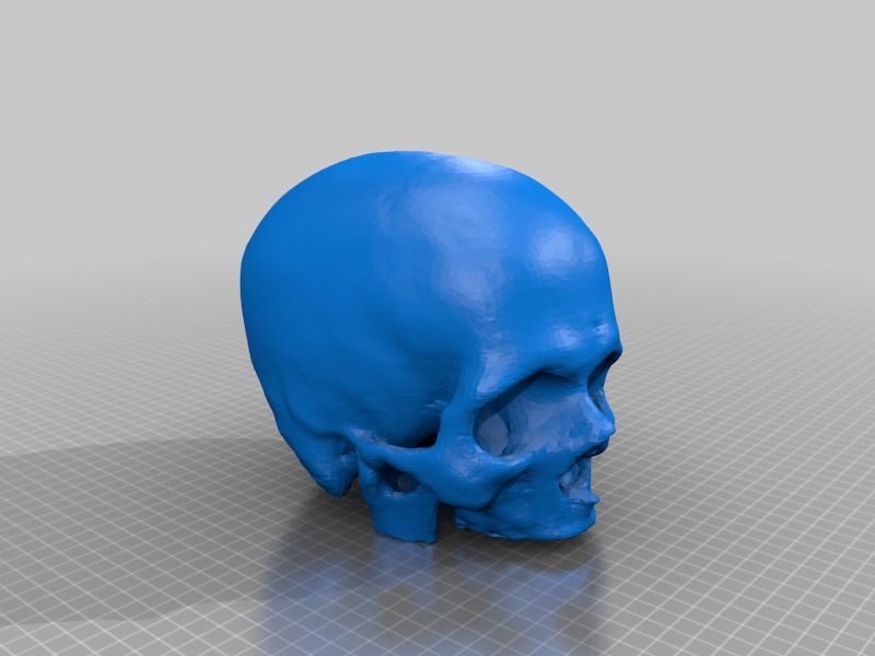 Cleaned Hollow Skull