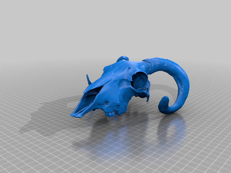 goat head bone