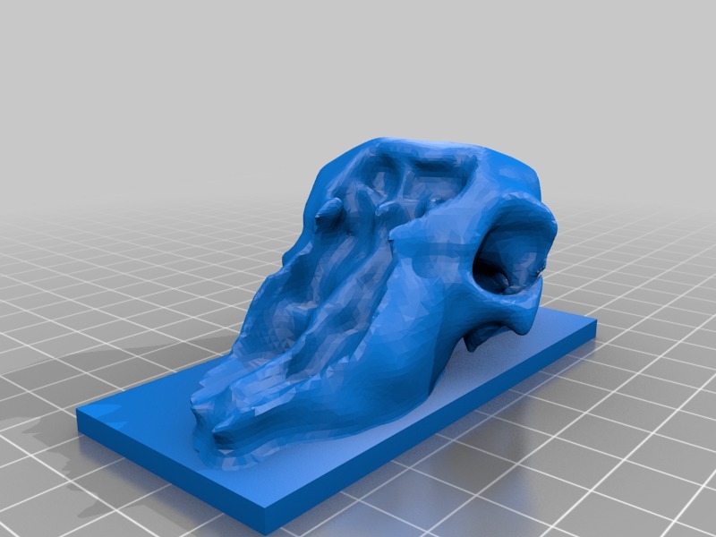 Sheep Skull