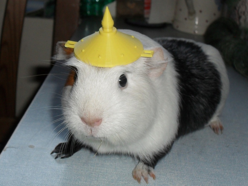 Guinea pig battle armour