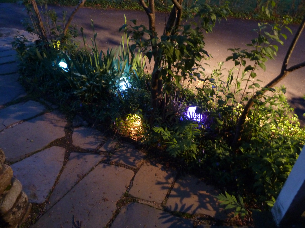 Elf Lights