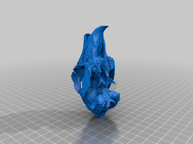 Jackrabbit Skull