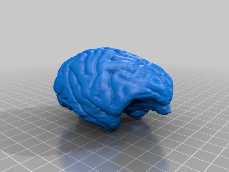 Primate Brain - MRI