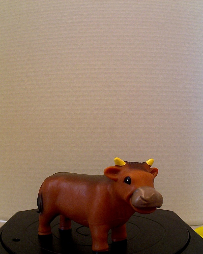 Bull/Ox/Steer