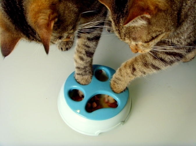 Kitty Slowfood