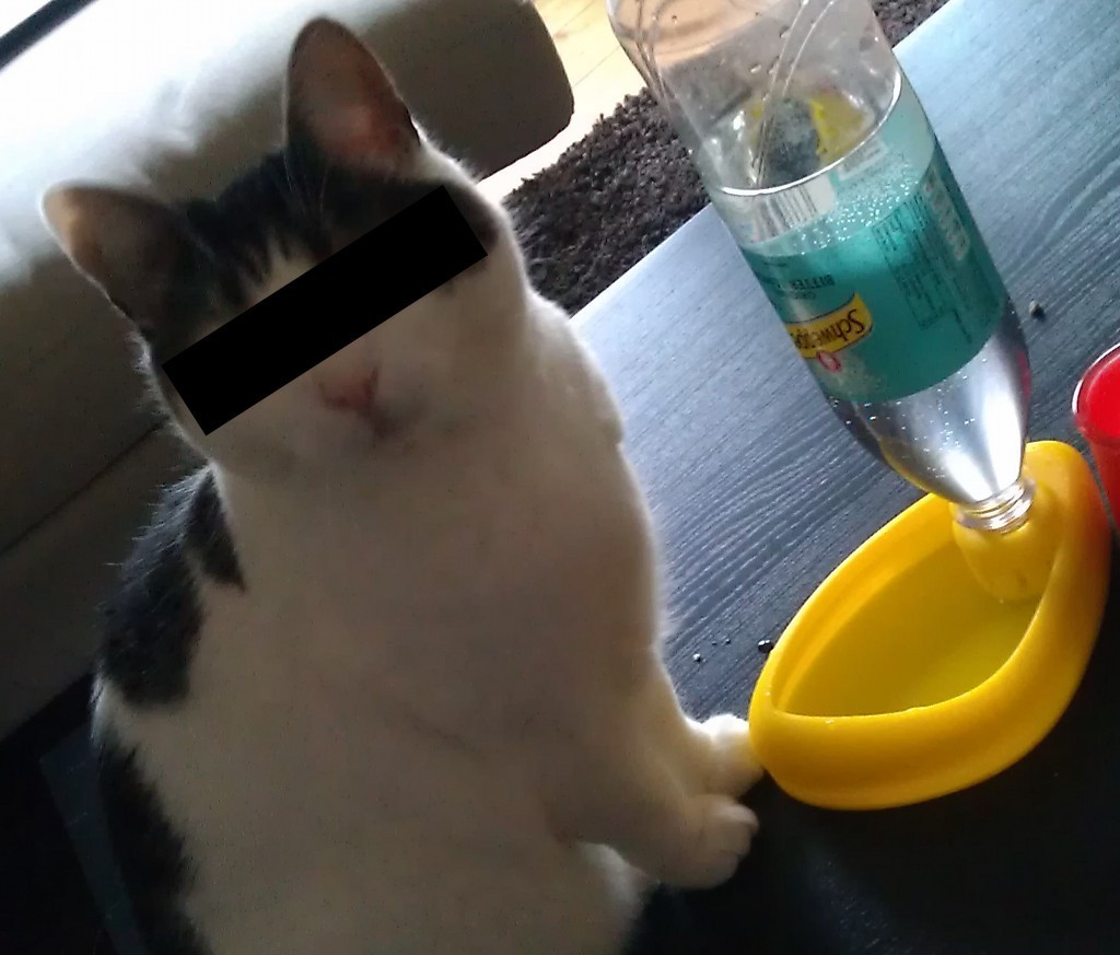 Cat drinking pond