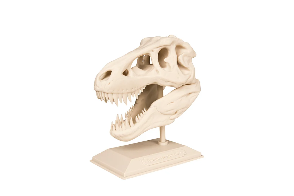 The T-Rex Skull