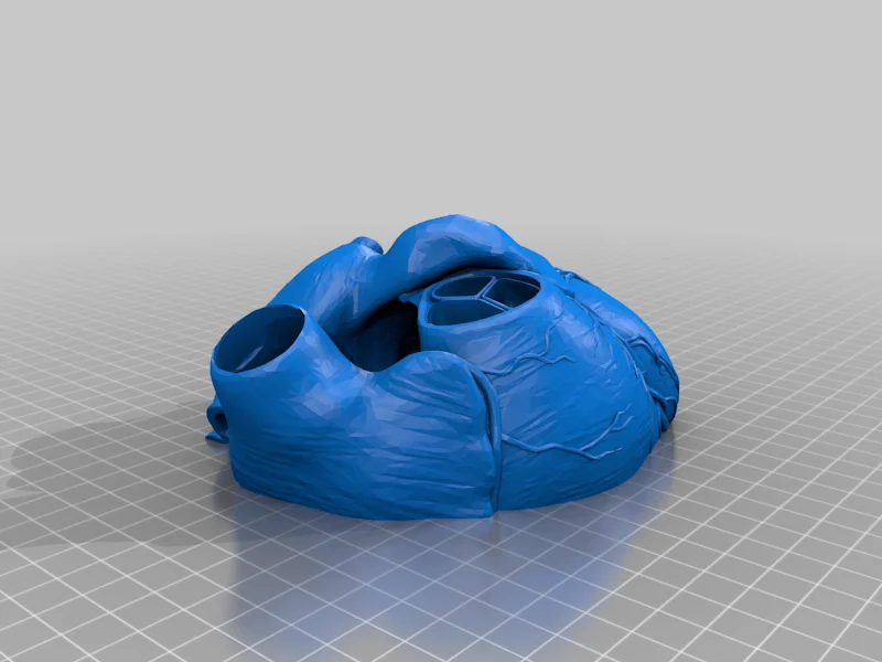 Medical Student Anatomy 1:1 Cut open heart