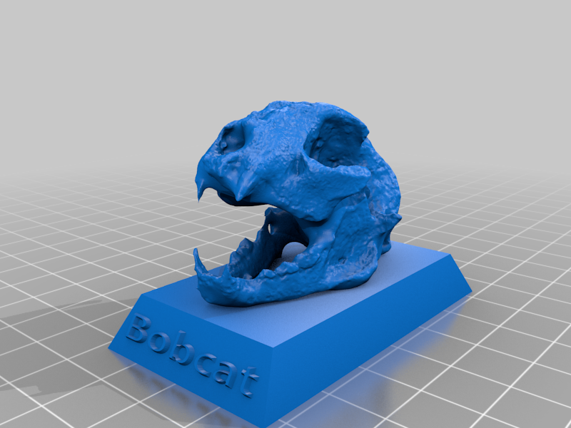 bobcat skull