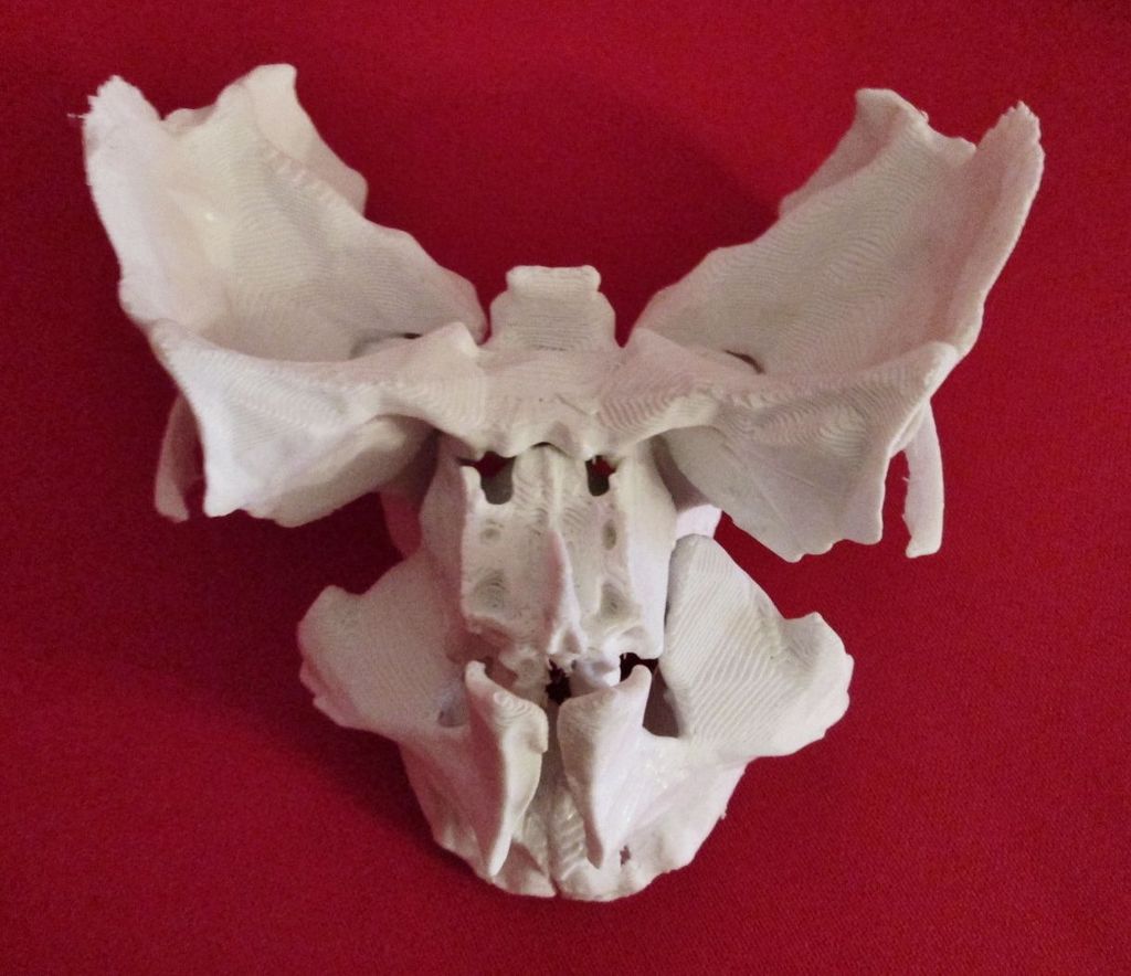 Face, Partial Human Skeleton