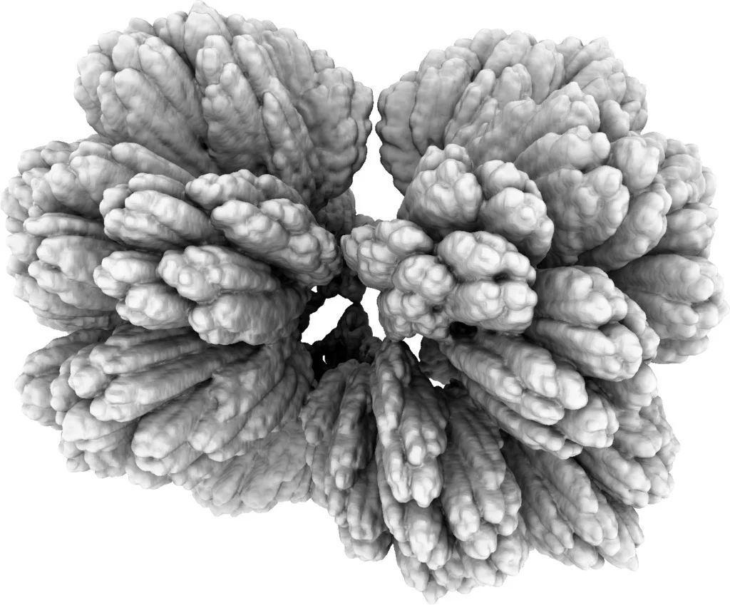 Fractal Nova