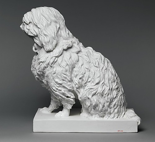 Musette, a Maltese dog