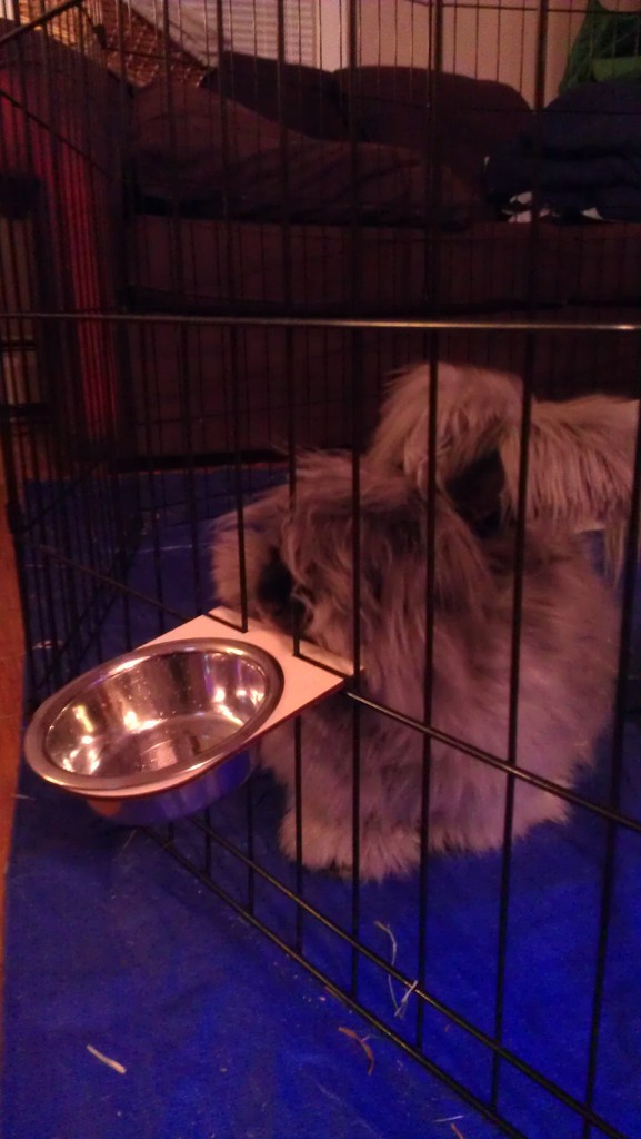Bunny Dish Holder