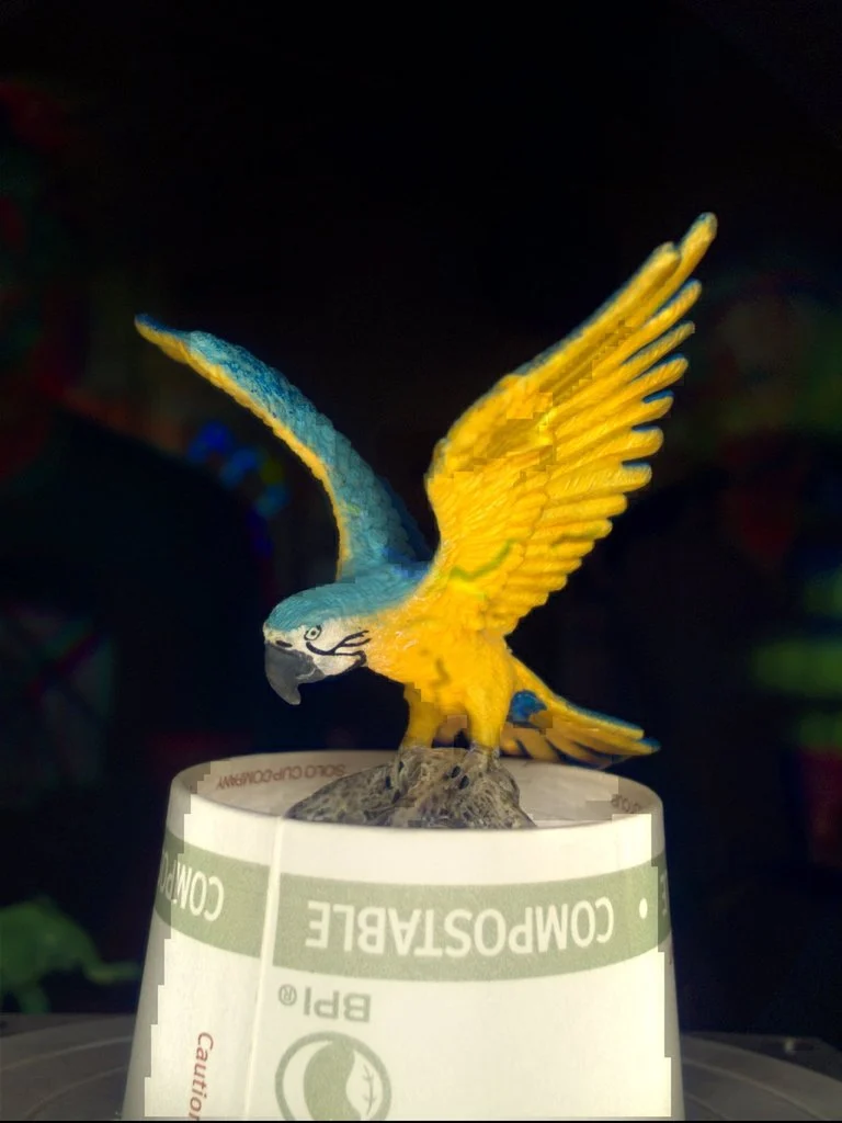 Tropical Bird