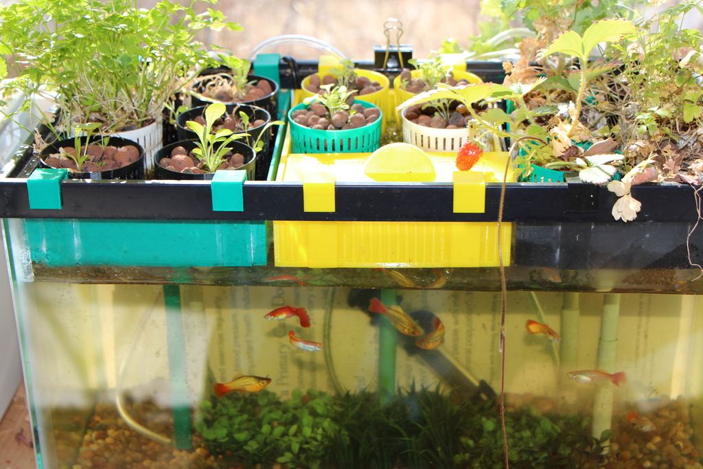 10 Gallon Aquaponics System