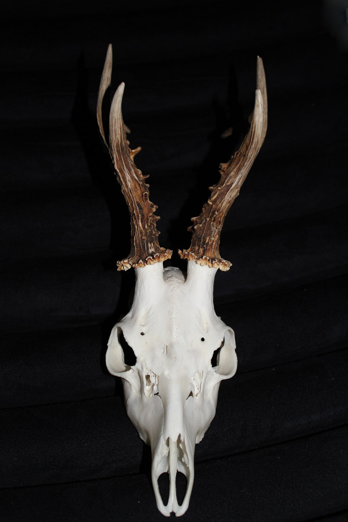 Capreolus Reloaded