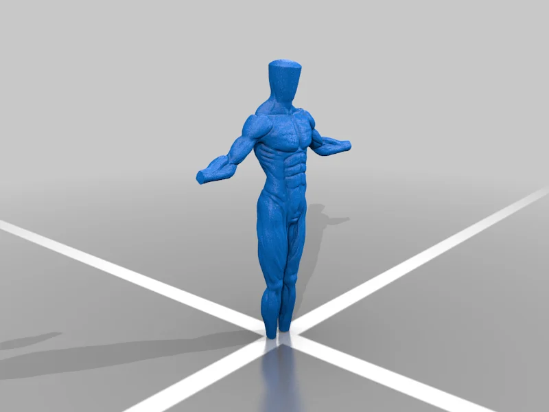 Male anatomy