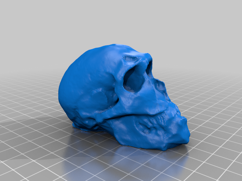 Hominid Skull (123D Catch)