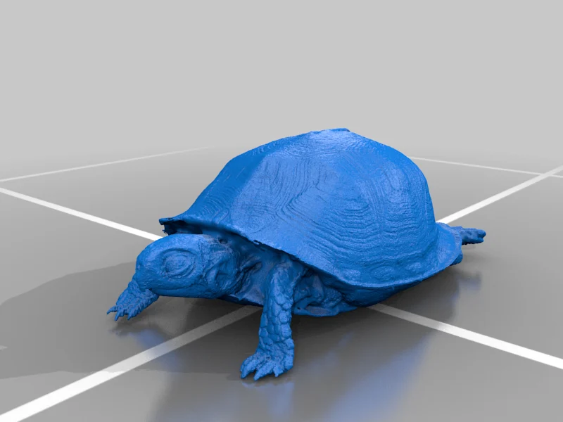 Box Turtle
