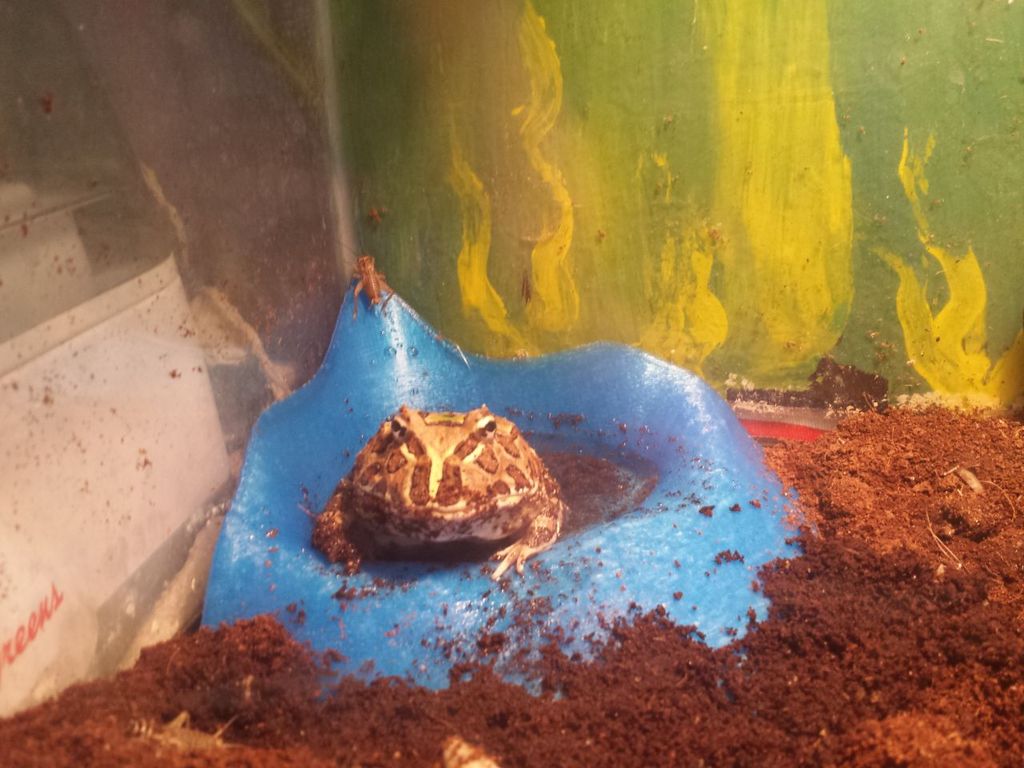 Critter corner Water Dish (frog not included) V1.1
