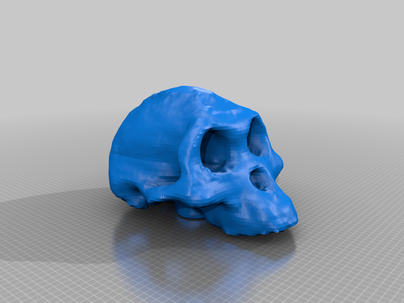 Australopithecus afarensis (Lucy) skull (3D scanned)